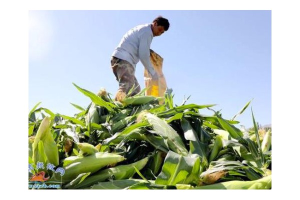 臨澤縣新華鎮：鄉村振興結碩果水果玉米迎豐